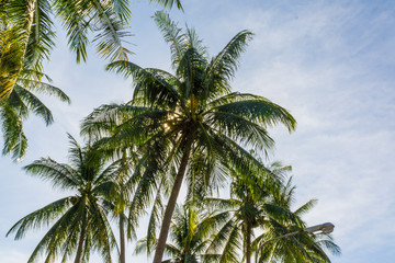 Fototapeta premium Coconut palm tree with blue sky sunshine day