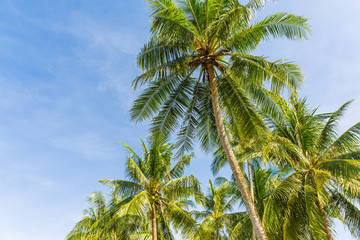 Fototapeta na wymiar Coconut palm tree with blue sky sunshine day