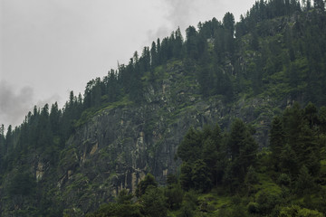 green firry forest on the rock