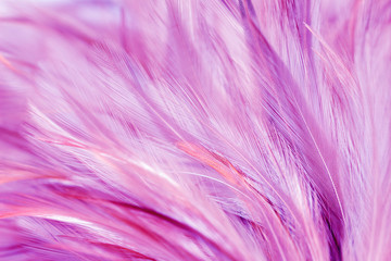 Purple chicken feathers in soft and blur style for background