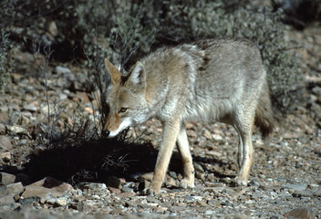 Coyote (Canis Latrans)