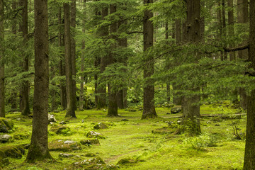 thick green coniferous forest and path
