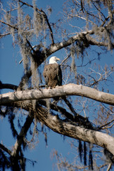 Bald Eagle (Haliaeetus Leucocephalus)