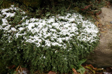 First day of fall and the first frost. Frozen thyme in a home garden, shadow corner