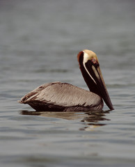 Brown Pelican (Pelecanus Occidentalis)