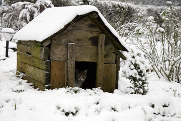 A gray, tabby cat found shelter from cold and snow in an old dog-kennel.