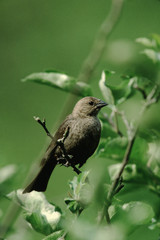 Brown-Headed Cowbird (Molothrus Ater)