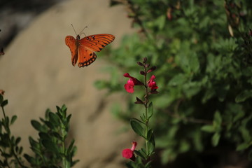 Joy Butterfly Frittillary