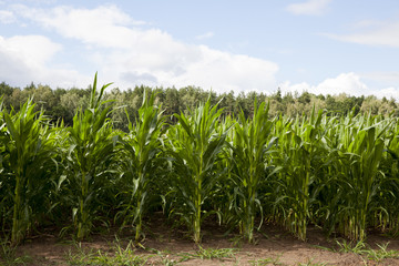 field with green corn