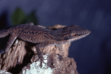 Carolina Anole (Anolis Carolinensis)