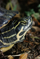 Obraz premium Chicken Turtle (Deirochelys Reticularia)