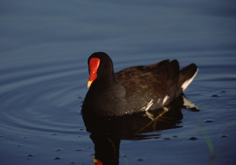 Common Moorhen (Gallinula Chloropus)