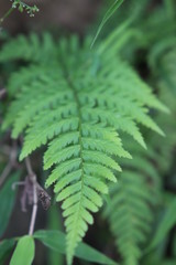 Fern frond growing in Azad kashmir closeup view 