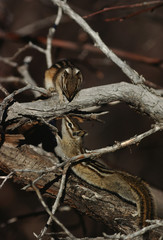 Colorado Chipmunk (Neotamias Quadrivittatus)