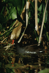 Obraz premium Common Moorhen (Gallinula Chloropus)
