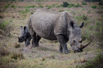 White Rhino