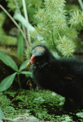 Common Moorhen (Gallinula Chloropus)