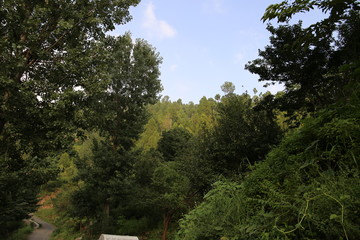Beautiful trees in Azad Kashmir under sunshine