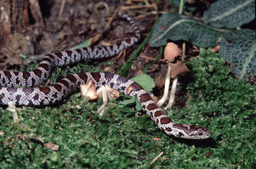 Corn Snake (Pantherophis Guttatus)