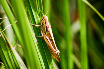 grasshopper
