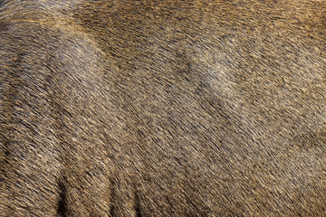 brown deer skin