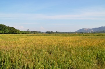 the view at paddy field