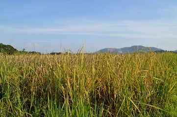 the view at paddy field