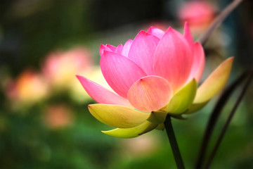 Joyful Lotus Bloom