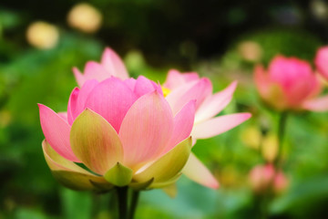 JOY LOTUS PINK