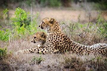 Cheetah Family