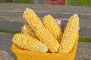 Ears of ripe corn © daryak