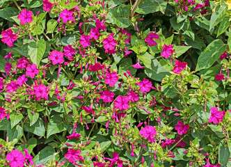 Blühende Wunderblume, Mirabilis jalapa
