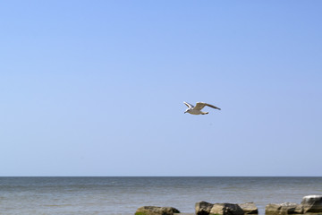 The gull is flying, against a seascape background.
