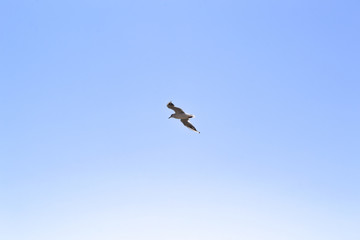 The gull is flying in the sky.