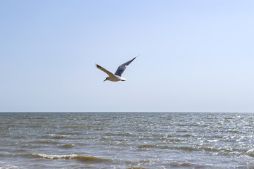 Fototapeta na wymiar The gull is flying, against a seascape background.
