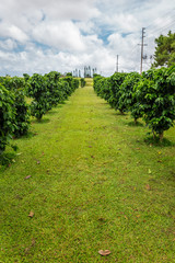 Fototapeta na wymiar Row of coffee trees at coffee plantation on Oahu island