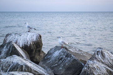 Seagulls on the big stones in the sea. Beautiful seascape.