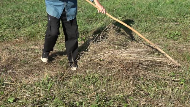 Farmer gardener raking dried hay on meadow with ancient wooden rake