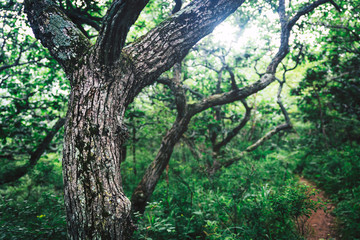 Fototapeta premium Curvy tree trunks, natural background image taken in forest.