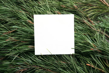 White empty frame on green pine branches background. Blank card snowflake on  pine branches.