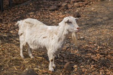 White goat on the farm in spring season