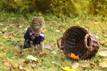 Sad Scottish Folded cat in a blue jacket with a wicker basket on a lawn with autumn leaves. Halloween. Autumn season.Autumn time