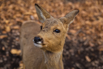 Roe deer close up portrait in the forest in spring season