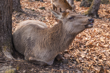 Naklejka na ściany i meble Female elk laying by the tree in the forest
