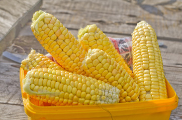 Ears of ripe corn © daryak