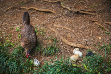Feral hen with chicks in the forest on Oahu island, Hawaii