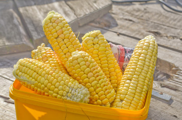 Ears of ripe corn © daryak