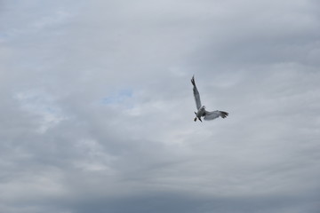 sea bird
