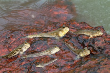 Obraz premium the group of mudskippers