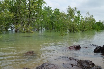 the floating trees at the beach